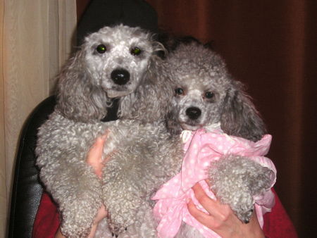 Toy-Pudel, Caniche Foto 31100 - hundund.de